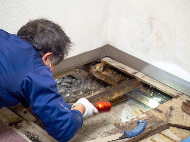 Best Commercial Mold Removal  in Ashwaubenon, WI