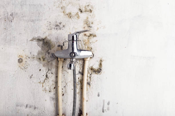 Best Emergency Mold Removal  in Ashwaubenon, WI