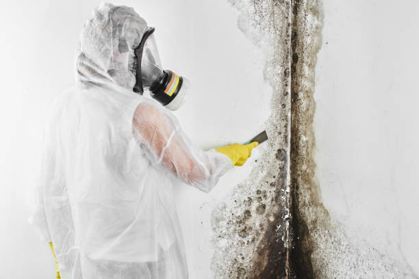 Best Professional Mold Removal  in Ashwaubenon, WI