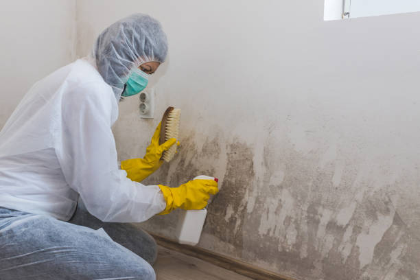 Best Office Mold Removal Services  in Ashwaubenon, WI