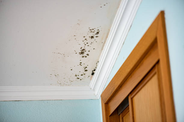 Best Toxic Mold Removal  in Ashwaubenon, WI