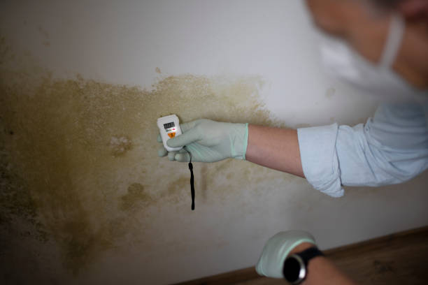 Best Mold Removal Specialists  in Ashwaubenon, WI