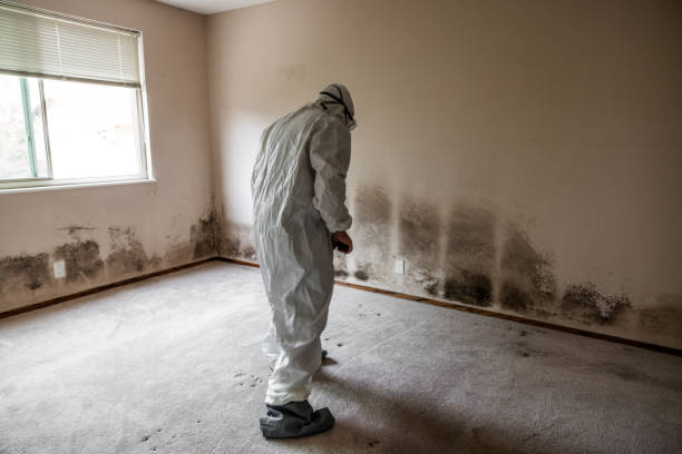 Best Affordable Mold Removal  in Ashwaubenon, WI