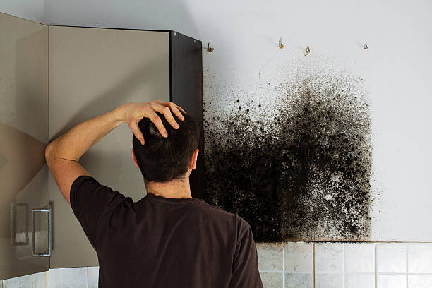 Best Attic Mold Removal  in Ashwaubenon, WI