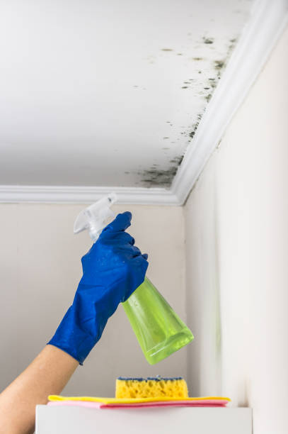 Best Certified Mold Removal  in Ashwaubenon, WI