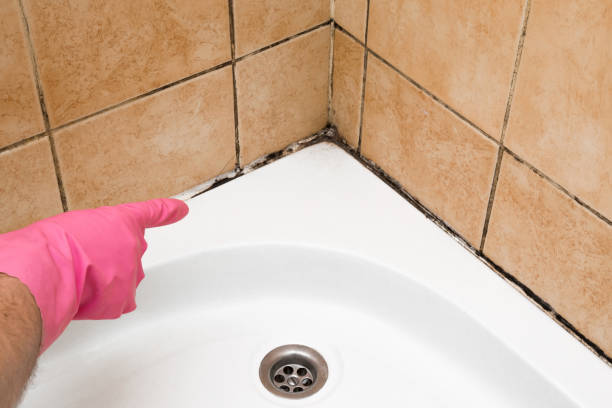 Best Emergency Mold Removal  in Ashwaubenon, WI